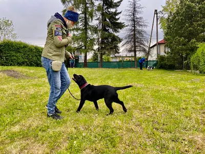 Warsztat - Szkolenie Psów Behawiorysta